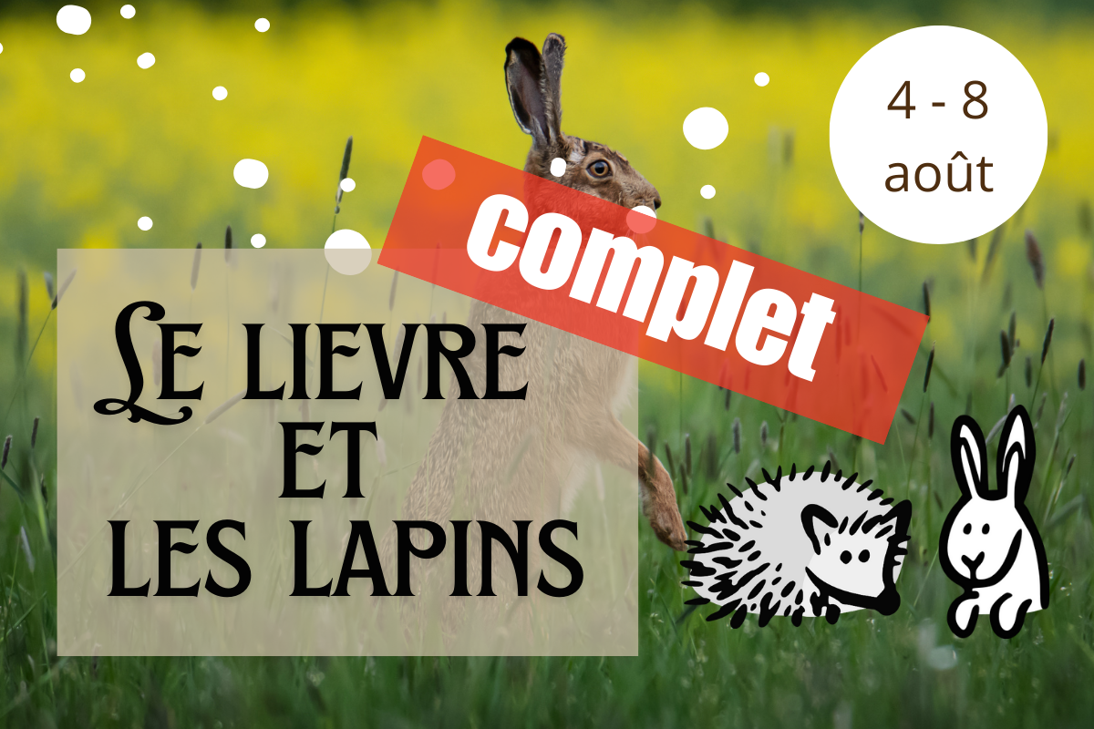 lièvre